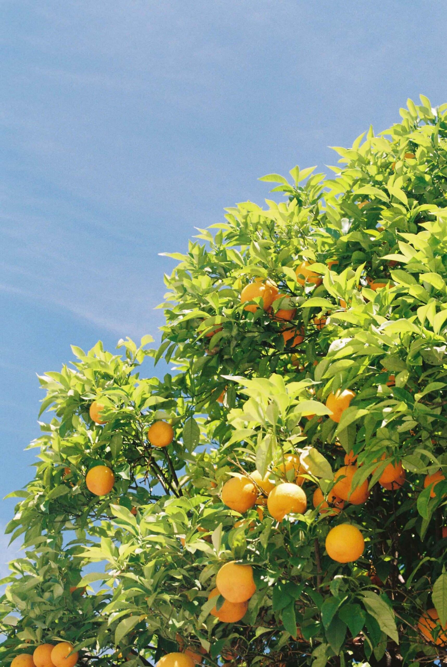 La historia detrás de cada bolso de La Portegna