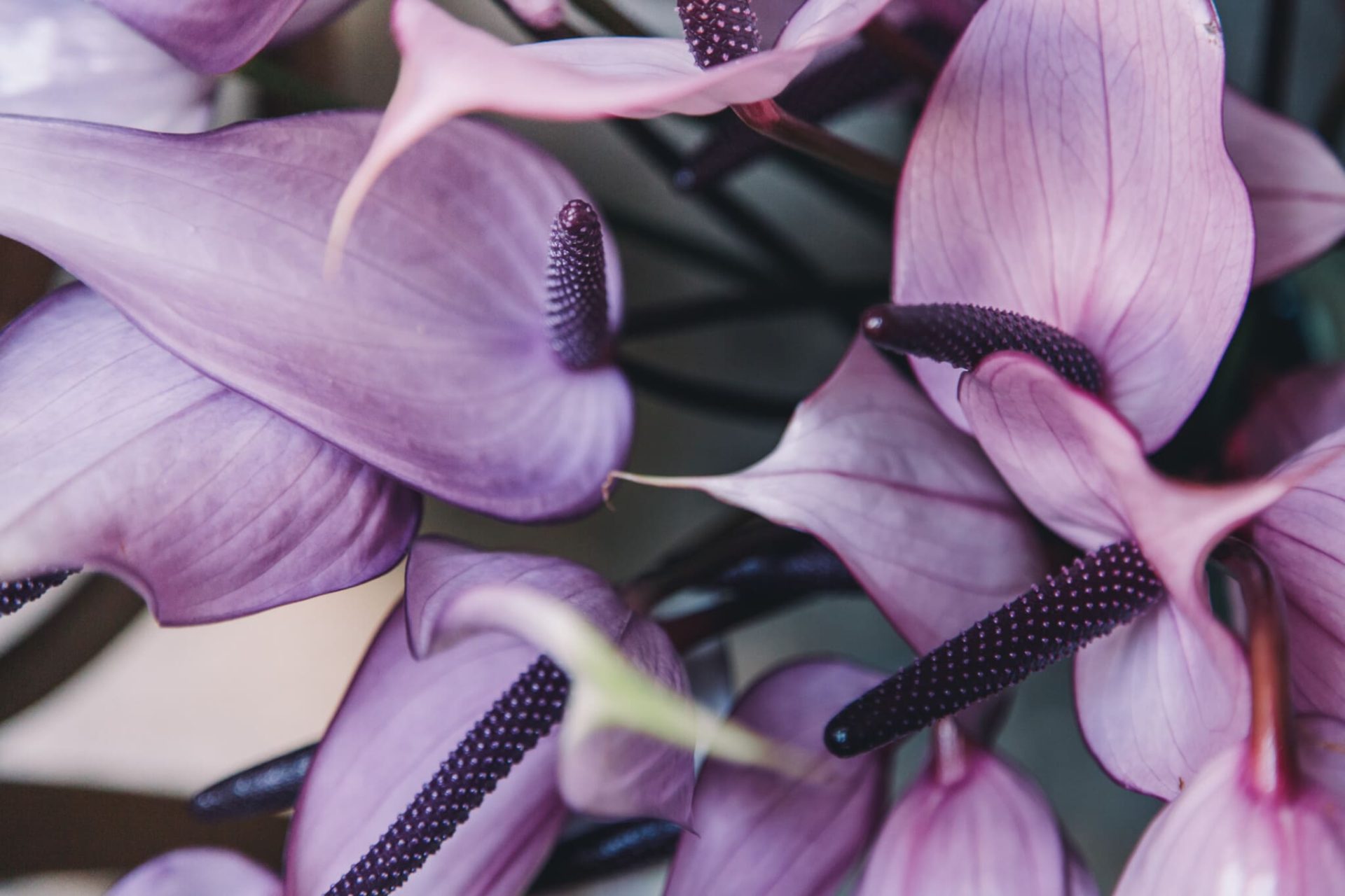 sant francesc flower market